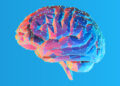 Regular exercise leads to improved performance on cognitive tests in overweight children
