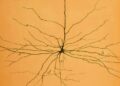 A Cell Atlas Reveals the Biodiversity inside Our Head