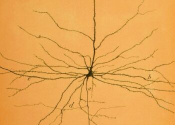 A Cell Atlas Reveals the Biodiversity inside Our Head
