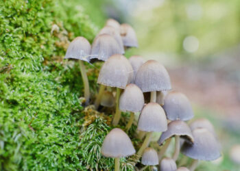 What Does It Mean to Decriminalize Psychedelics?