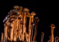 Magic mushroom drug psilocybin can treat depression, new trial suggests