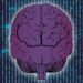 Breathing May Measurably Modulate Neural Responses Across Brain