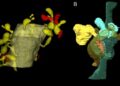Glial Cells Eating of Synapses May Enhance Learning and Memory