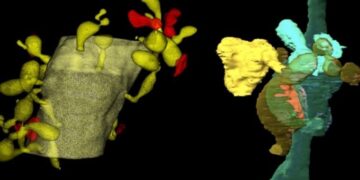 Glial Cells Eating of Synapses May Enhance Learning and Memory