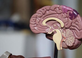 What stress does to your brain, and what future remedies could look like | CU Boulder Today