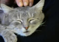 Owning a pet is linked to having better cognitive health in advanced age, study finds