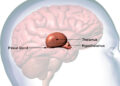 High body mass index might be linked with small alterations to the structure of the brain’s hypothalamus