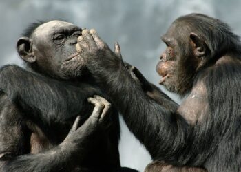 Humans Can Correctly Guess the Meaning of Chimp Gestures