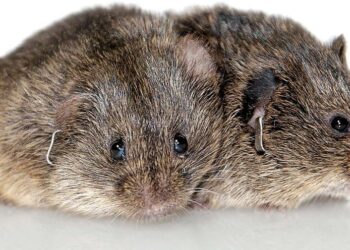 Monogamous Prairie Voles Reveal the Neurobiology of Love