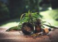 Cannabis and the Oral Microbiome: Exploring Their Impacts on the Brain