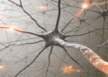 New neuroscience research identifies a respiration-related brain network