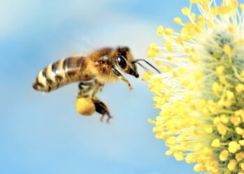 Bees Are Astonishingly Good at Making Decisions