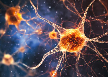 Muscle contractions release chemical signals that promote brain network development