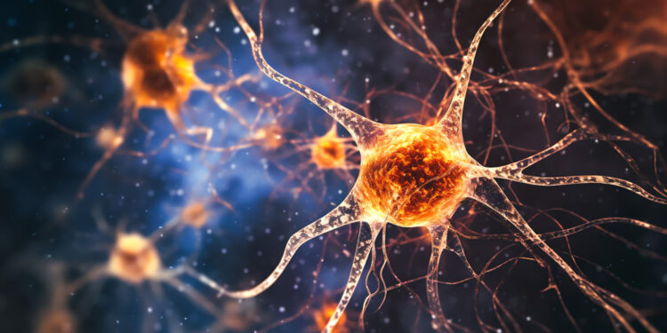 Muscle contractions release chemical signals that promote brain network development