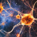 Muscle contractions release chemical signals that promote brain network development