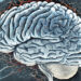 People prone to apophenia are more likely to believe COVID-19 conspiracy theories and paranormal phenomena