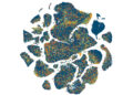 New cellular census maps the complexity of a primate brain
