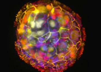Anthrobots: Tiny Biobots From Human Cells Heal Neurons