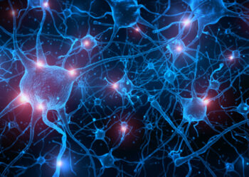 Neuroscientists identify new gut-brain circuits linked to sugar and fat cravings