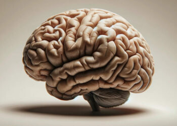 Neuroscientists just discovered a previously unknown connection between the brain and its surrounding environment