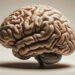 Neuroscientists just discovered a previously unknown connection between the brain and its surrounding environment
