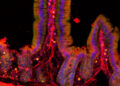 Beyond the brain – MIT McGovern Institute
