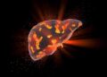 Duke Researchers Discover Breakthrough To Reverse Liver Aging