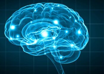 New research reveals surprising brain size trends across mammals