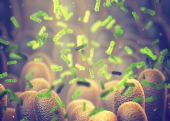 Gut-brain axis appears to play a critical role in aggression