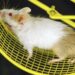 “Weekend warrior” strategy shows persistent cognitive benefits