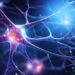 Stress reshapes fear memories via the brain’s endocannabinoid system