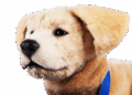 Tombot Secures $6.1M to Bring Lifelike Robotic Puppy to Seniors with Dementia –